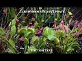 Carnivorous Plant Bog Garden Update July, 2020