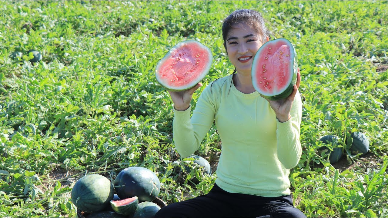 Beautiful Watermelon Farm in My Village /Sweet & Fresh Watermelons