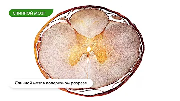Строение мозга млекопитающих