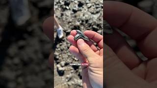 This is the RAREST SHARK TOOTH to find in South Carolina! 🦈🤩 #fossils