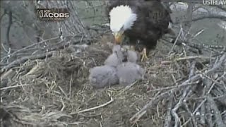 Behind the story: Millions watched Decorah eagles hatch, grow on webcam