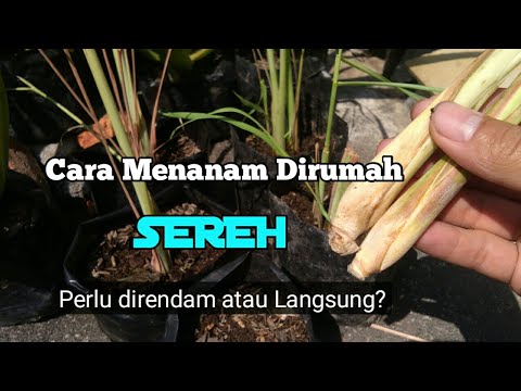 CARA MENANAM SEREH DIRUMAH. Antara direndam atau langsung Ditanam ya? #