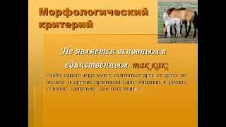 Вид. Критерии вида.AVI Вид. Критерии вида.AVI