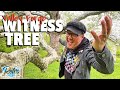 1700’s Valley Forge Witness Tree On Arbor Day At Pawling Farm | Roadside Attraction