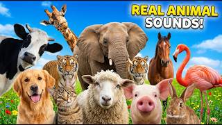 Farm & Wild Animal Sounds 🐮🐶🐯 | Real Animal Sounds for Kids screenshot 5