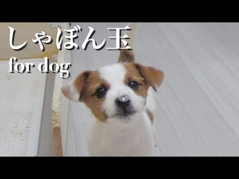 しゃぼん玉を捕まえようとする兄犬と弟子犬が可愛すぎるw/ジャックラッセルテリア/多頭飼い