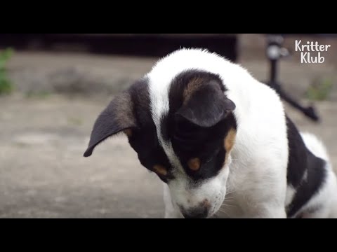 Video: Kehidupan dan Rahasia Anjing Sebelumnya Diungkap