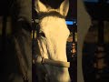 【2025.12.17】千葉🔴緊急🔴肥育場の馬の保護「Retouch42番目」支援🐴引退馬・引退競走馬の保護支援 期限:12月24日午後20時 #馬 #引退馬 #引退競走馬 #乗馬 #肥育場 #競馬