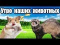 Утро наших животных  Одноглазый Пиратик! Лучик в новой клетке.