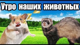 Утро наших животных  Одноглазый Пиратик! Лучик в новой клетке.