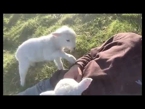 Cute lamb needs Attention 🤣