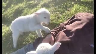 Cute lamb needs Attention 🤣 News