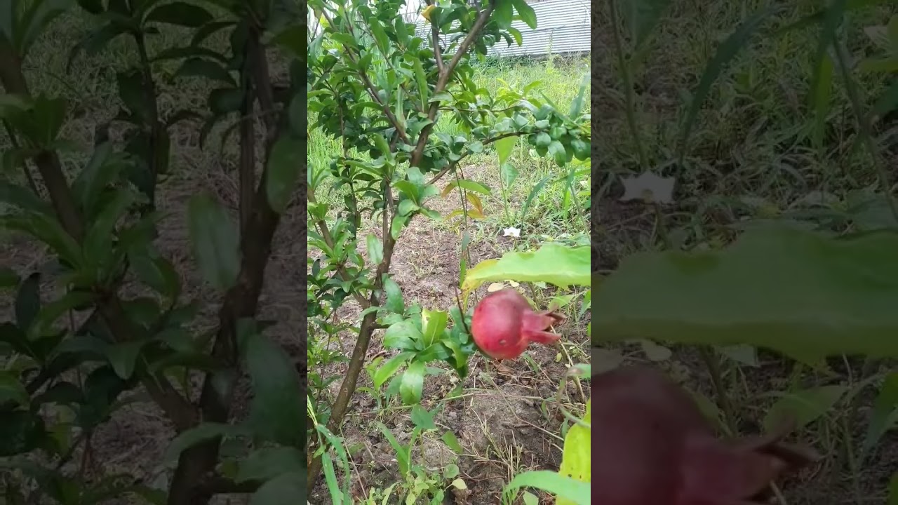 pomegranate 1 year old plant