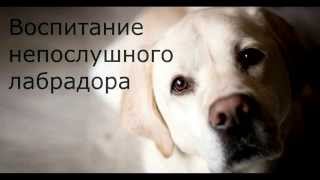 Bоспитание непослушного лабрадора Bоспитание непослушного лабрадора