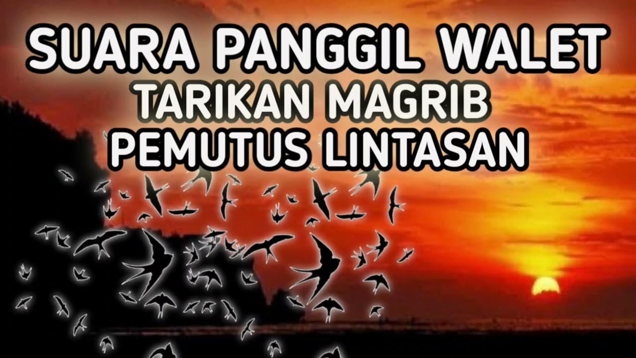 SUARA PANGGIL WALET - TARIKAN MAGRIB PEMUTUS LINTASAN