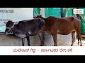 Malnad Gidda the short cow of Karnataka [ಮಲೆನಾಡು_ಗಿಡ್ಡ ತಳಿಯ ವಿಶೇಷತೆಗಳು]