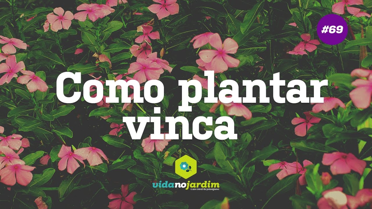 Como plantar VINCA - thptnganamst.edu.vn