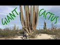 Valley of the Giants! ~ RVing in Mexico