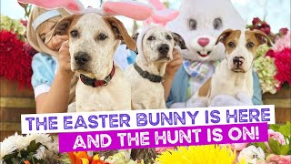 The 3 Mastiff Puppies are Back, the Easter Bunny is Here and the Hunt is on!