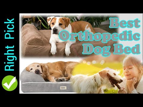 dog-bed-:-best-orthopedic-dog-bed