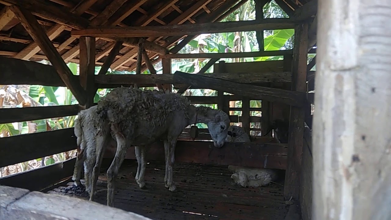 Beternak kambing domba di kandang 