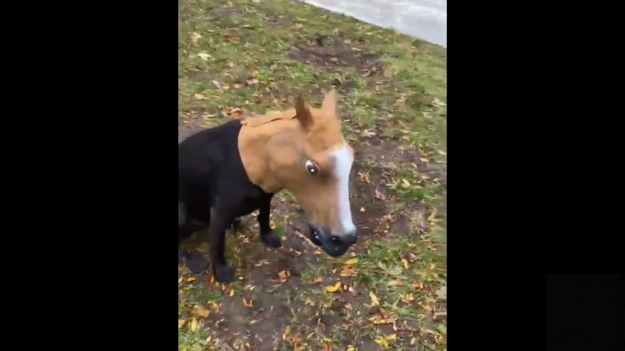 funny dog sounds like man 😂 