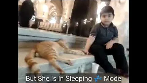 Cute cat in mecca | Cat in makka