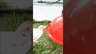 How to install a Plasson chicken bell waterer