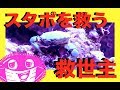 エメラルドグリーンクラブ❗️カニがスターポリプを救う⁉️海水魚水槽✨my marin aquarium MOAMOAちゃんねる