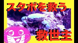 エメラルドグリーンクラブ❗️カニがスターポリプを救う⁉️海水魚水槽✨my marin aquarium MOAMOAちゃんねる