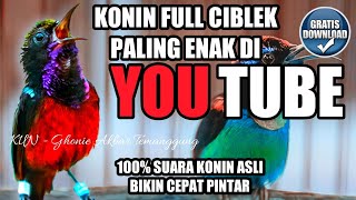 KONIN FULL ISIAN CIBLEK VERSI KUN FAYAKUN TERBAIK ISIAN KOLIBRI NINJA COCOK UNTUK MASTERAN PANCINGAN