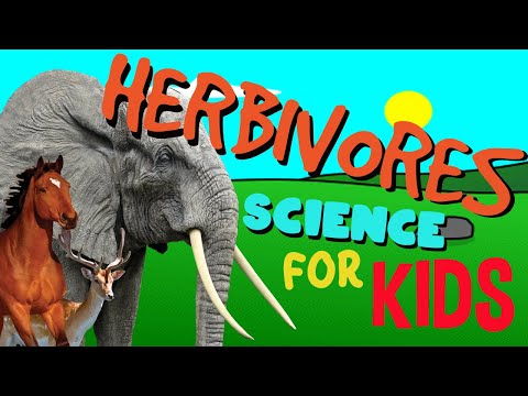 What is a Herbivore? | Science for Kids