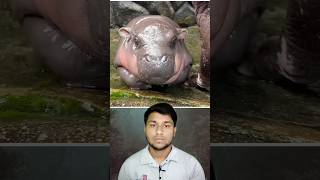 🦛 বাচ্চা নাকি বিপদ! Moo Deng আজ cute… কাল dangerous! #shorts #moodeng