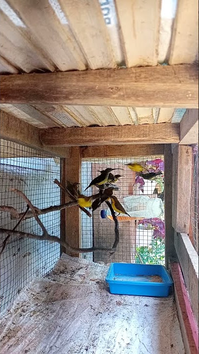TERNAK BURUNG COLIBRI II DIRUMAH SAJA