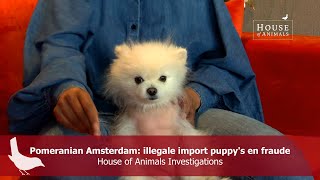 Pomeranian Amsterdam: illegale import puppy's en fraude - House of Animals Investigations