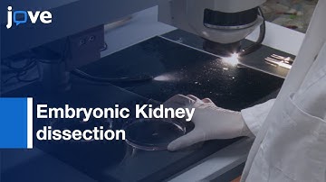Embryonic Kidney dissection and culture | Protocol Preview