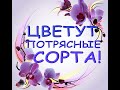 ОРХИДЕИ,июль:ЗАЦВЕТАЮТ новые ПОТРЯСАЮЩИЕ сорта!Цветение моих орхидей в июле,2021.