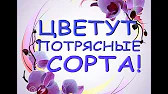 Орхидеи,узамба́рские фиалки,Самара🌺