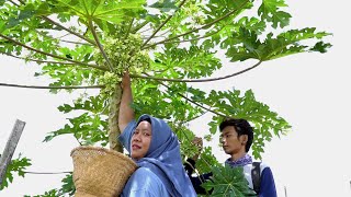 Hanya Pohon Pepaya Jantan Yang Bisa Mengeluarkan Bunga Seperti Ini