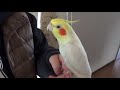 Today's My happy Cockatiel | My bird sings in my sleeve | 袖の中でも歌う オカメインコのカメちゃん