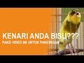 Kenari Anda Tidak Akan Diam Dan Bisu Setelah Mendengar Audio Kenari Yoksire Ini Gacor Mp3 - Mp4 Download