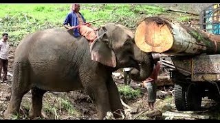 The Big Elephants power//elephant working//2022//2021