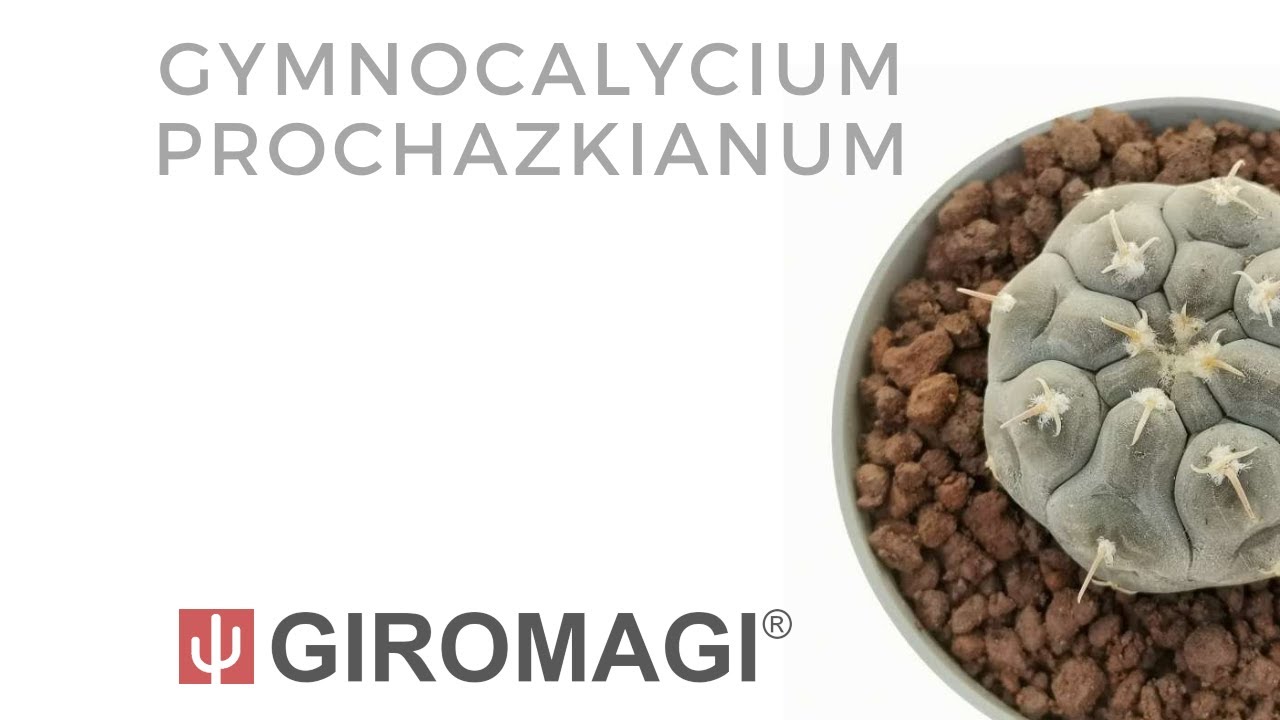 Gymnocalycium prochazkianum - Giromagi Cactus and Succulents