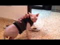 Amazing! sphynx cats