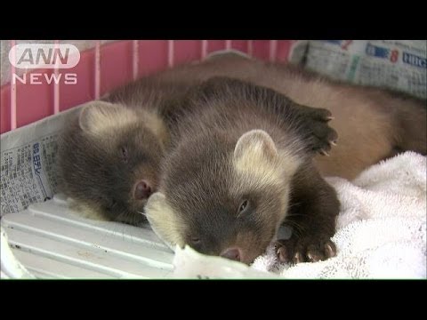 黒 イタチ イタチを自分で駆除する2つの方法をプロの業者が教えます