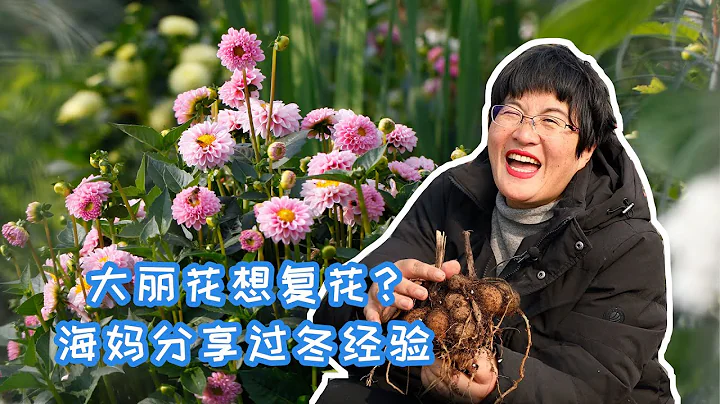 【海妈园艺课堂】大丽花想复花？海妈分享过冬经验 - 天天要闻