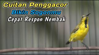 Download Lagu PANCINGAN EMOSI SOGON AGAR CEPAT IKUTAN NEMBAK‼️CUIT CUIT CERR BIKIN SOGONMU RESPON GACOR EMOSI MP3