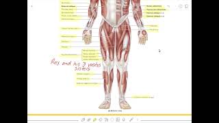 1  Axial and Appendicular Muscles