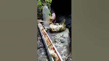 Bữa cơm trong rừng của hai ae #phonk #music #shortvideo