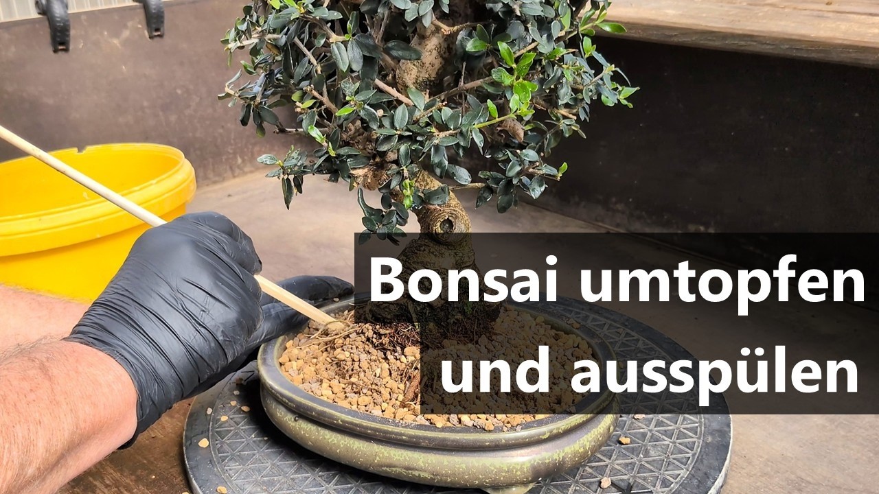 bambus sichtschutz dicke rohre Bambus Rollzaun Apus – Natürlicher Sichtschutz für Garten & Terrasse –  Bambusbasis main image 1